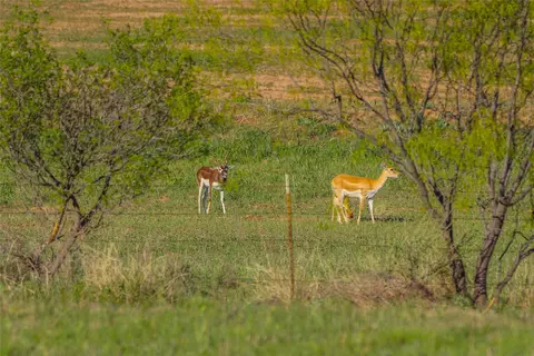 1952 Fm 1689, Comanche, TX 76442 photo 4
