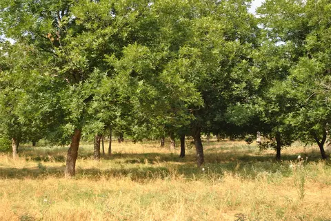 tbd Cr 416, Comanche, TX 76442 photo 15