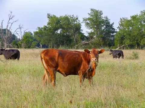 339 Fm, Kosse, TX 76653 photo 40