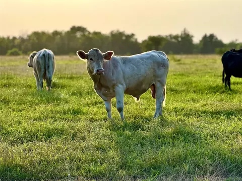 339 Fm, Kosse, TX 76653 photo 5