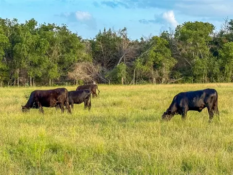 339 Fm, Kosse, TX 76653 photo 7
