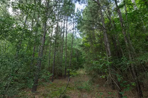00 Lemon Rd, Gilmer, TX 75644 photo 10