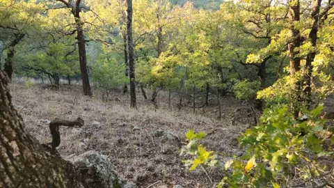 411 Mountain View Ct, Sunset, TX 76270