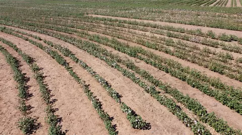 462 Ac Fm 1225, Haskell, TX 79521