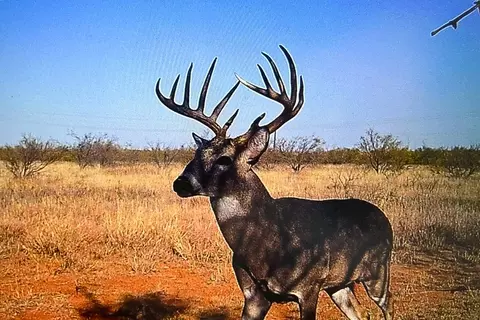 tbd Fm 1168, Paducah, TX 79248