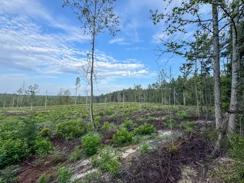1 Red Rock Rd, Robeline, LA 71469 photo 10