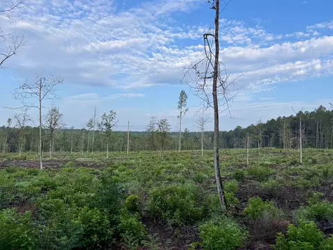 1 Red Rock Rd, Robeline, LA 71469 photo 8