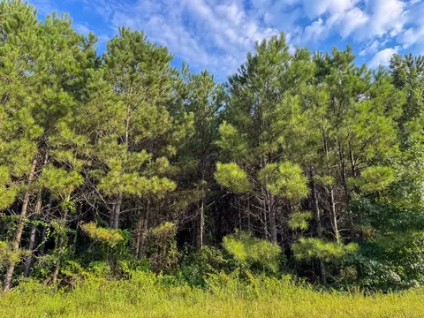 2 Red Rock Rd, Robeline, LA 71469 photo 7