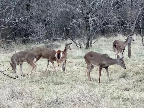 tbd Hwy 590, Comanche, TX 76442