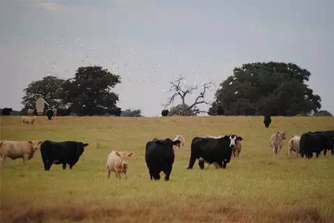 tbd County Road 150, Comanche, TX 76442 photo 19