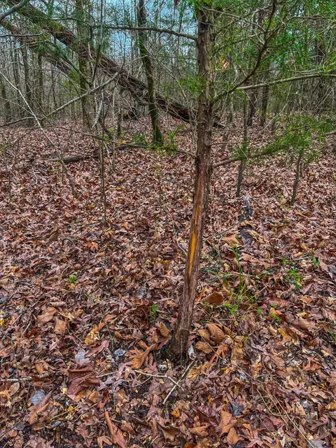 tbd Mistletoe Rd, Gilmer, TX 75644 photo 18