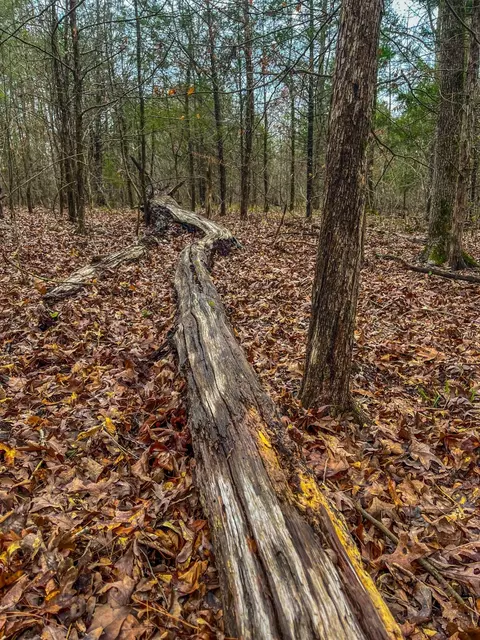 tbd Mistletoe Rd, Gilmer, TX 75644 photo 21