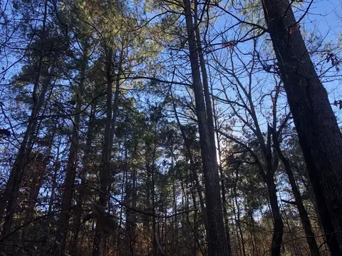 0 Highway 160, Plain Dealing, LA 71064 photo 2