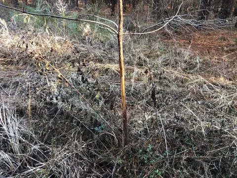 0 Highway 160, Plain Dealing, LA 71064 photo 10