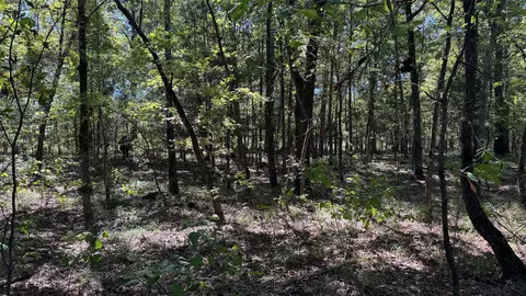 75 County Road 2115, Bagwell, TX 75412