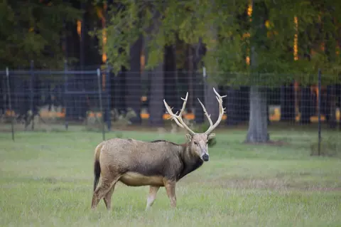 401 Leather Shop Rd, Karnack, TX 75661 photo 24