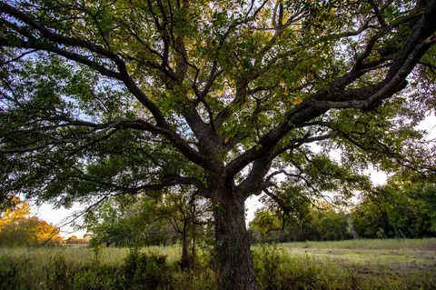 tbd E Hackley, Perrin, TX 76486 photo 11