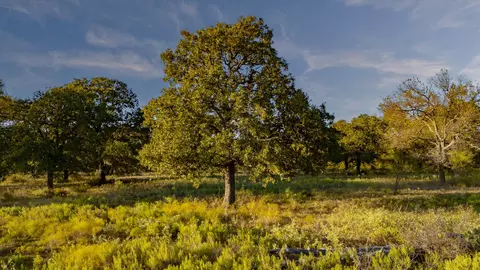 tbd E Hackley, Perrin, TX 76486 photo 4