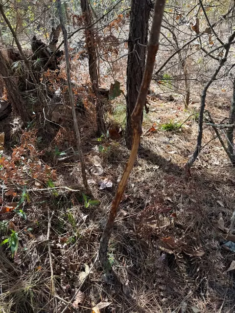 tbd Stag Rd, Gilmer, TX 75644 photo 29