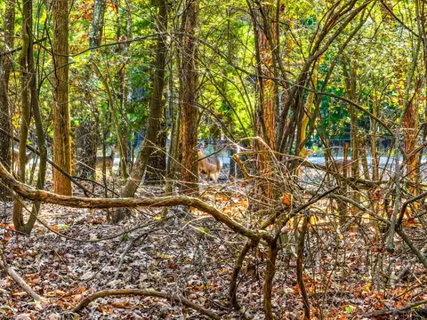 lot17 Sweet Gum Ln, Mount Vernon, TX 75457