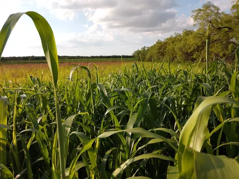 tbd 3 Cr 223, Clyde, TX 79510