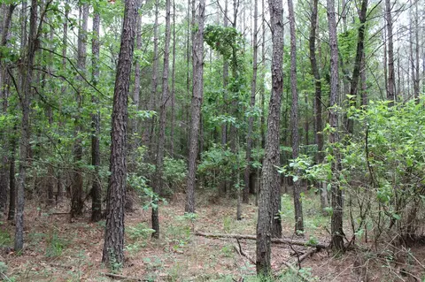 0 Mott Rd, Plain Dealing, LA 71064