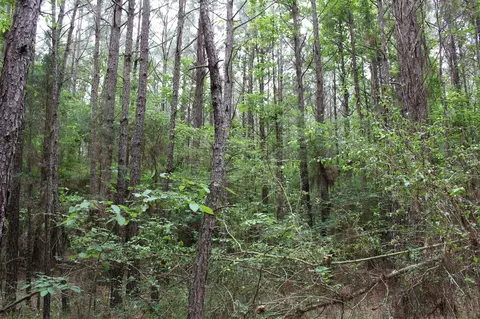 0 Mott Rd, Plain Dealing, LA 71064 photo 3