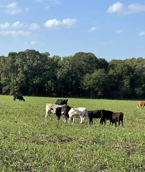 764 County Road 3422, Bynum, TX 76631