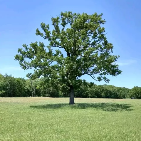 32 Acres County Road 2425, Como, TX 75431 photo 5