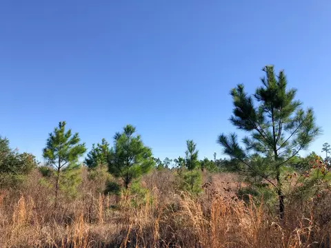 0 Fresenius Rd, Silsbee, TX 77656 photo 11