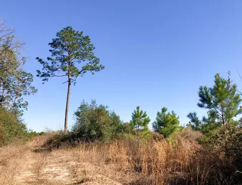 0 Fresenius Rd, Silsbee, TX 77656 photo 10