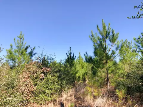0 Fresenius Rd, Silsbee, TX 77656 photo 9