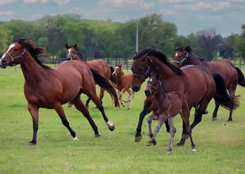 10399 Zipper Rd, Pilot Point, TX 76258