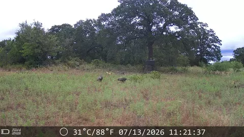 21 Ac Erwin, Perrin, TX 78486 photo 17