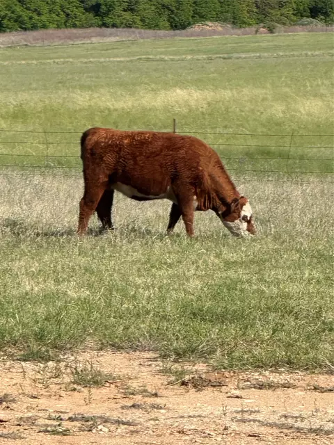 tbd Hwy 2247, Comanche, TX 76442 photo 8