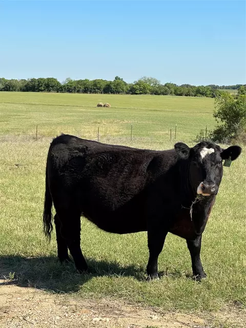 tbd Hwy 2247, Comanche, TX 76442 photo 9