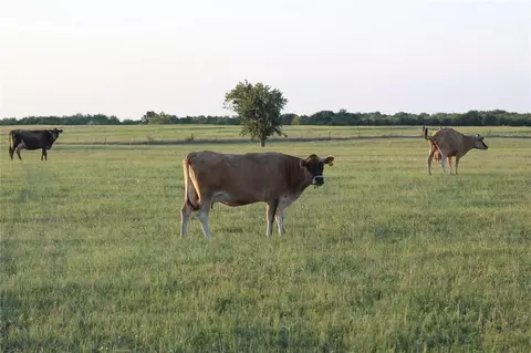 tbd Co Rd 4518, Wolfe City, TX 75496