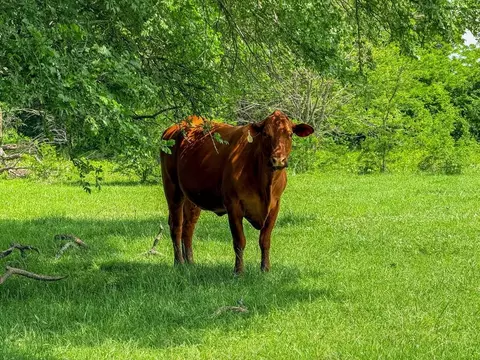 2301 Private Road 1179, Celeste, TX 75423 photo 14