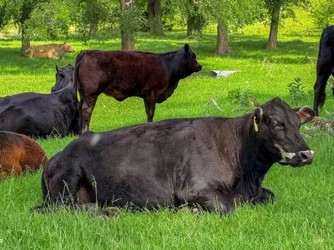 2301 Private Road 1179, Celeste, TX 75423 photo 6