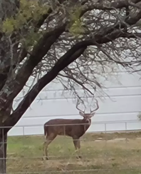 Other - 6000 Jackson Rd, Krum, TX 76249 photo 13 of 14
