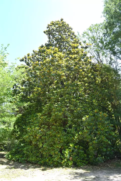 Other - 159 Chrislo Dr, Minden, LA 71055 photo 9 of 11