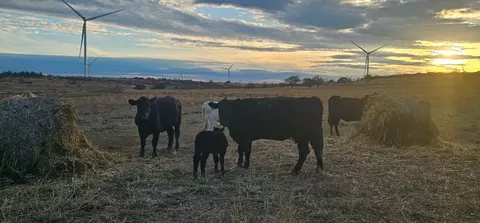 130 County Road 265, Priddy, TX 76870 photo 26