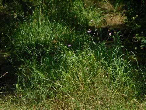 tbd Fm-272, Celeste, TX 75423 photo 13