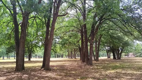 Lt 147 Labota, Corsicana, TX 75109