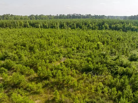 1 Ellis West Road, Pitkin, LA 70656 photo 15