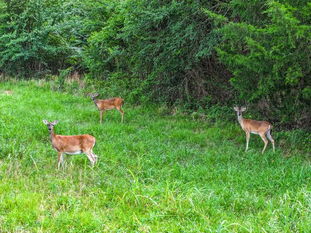 tbd Lot 40 Nicklaus Dr Nicklaus Dr, Sulphur Springs, TX 75482
