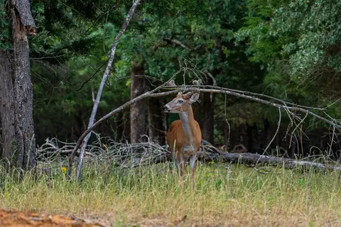 3350 Fm 1256, Eustace, TX 75124 photo 7