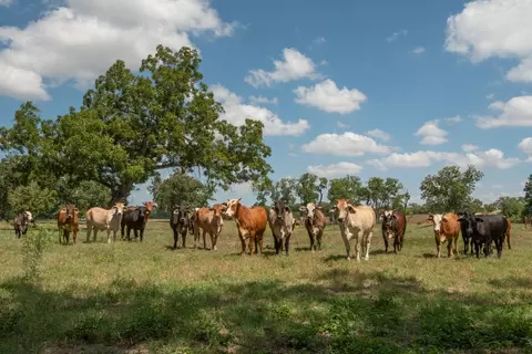 6887 Von Ormy Rd, Von Ormy, TX 78073 photo 24
