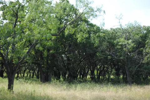 0000 Cr 190, Comanche, TX 76442 photo 16