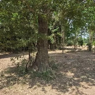01 Percy Burns Rd, Springhill, LA 71075 photo 4